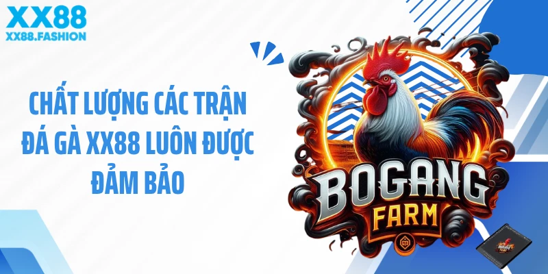 Chất lượng các trận đá gà XX88 luôn được đảm bảo